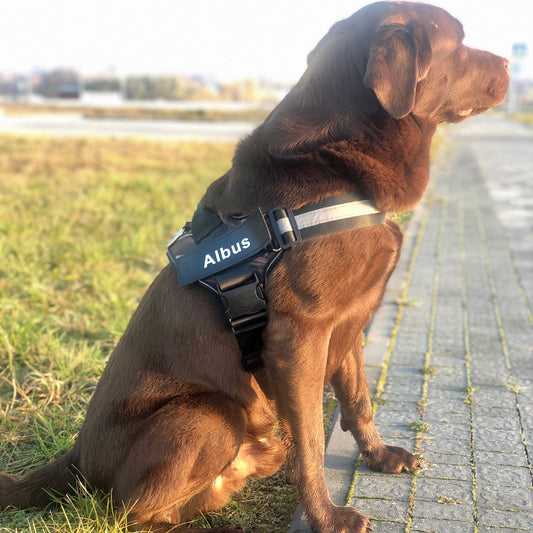 Black dog with Personalized No- Pull Dog harness