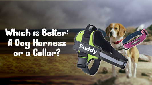 Which is Better: A Dog Harness or a Collar?