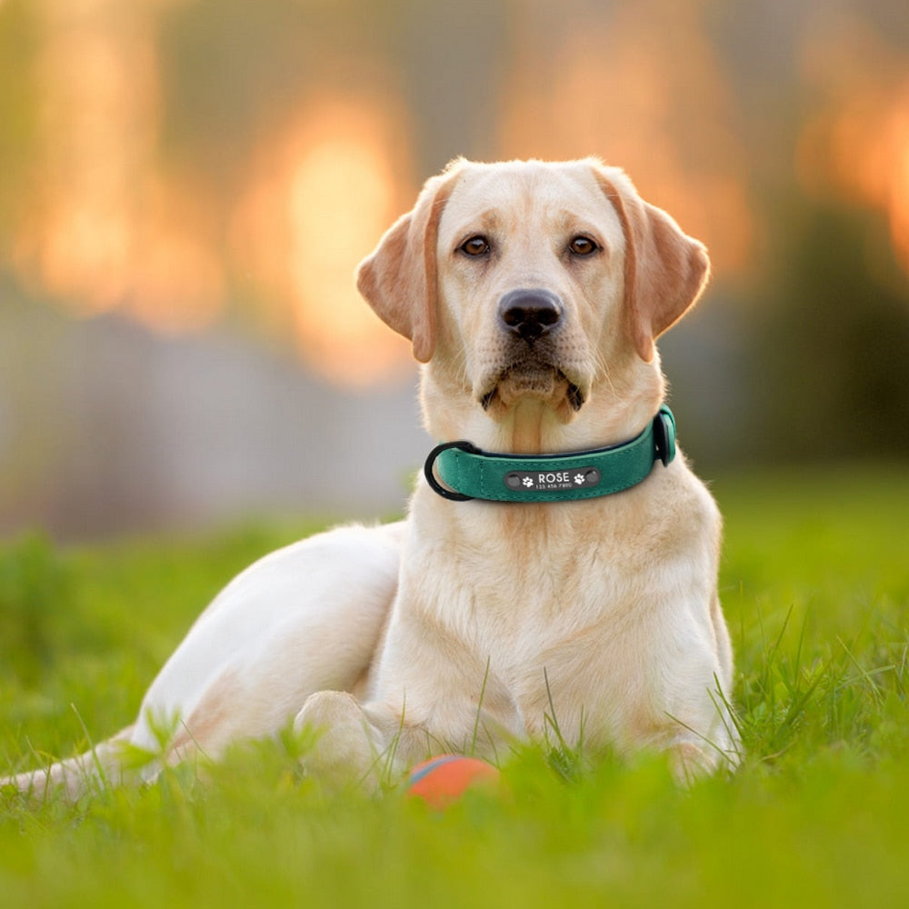 Best dog collars with hot sale name